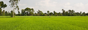 Field